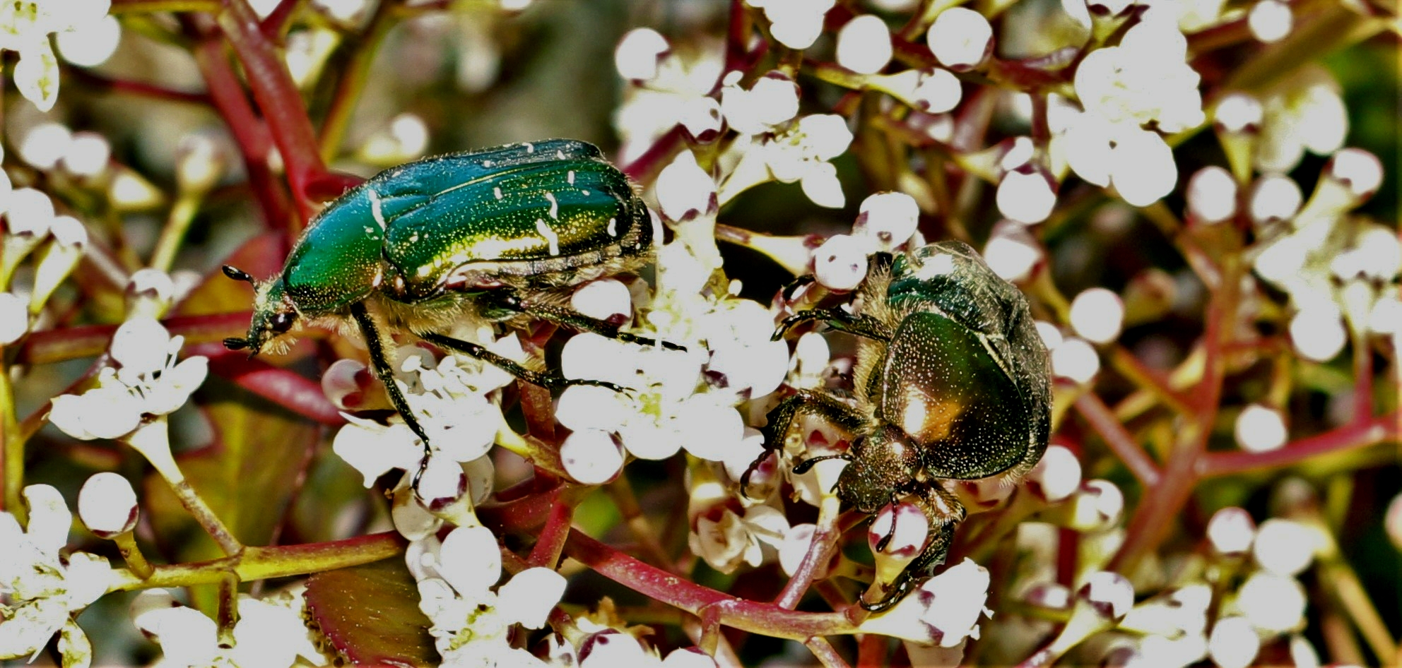 Deux cétoine dorée